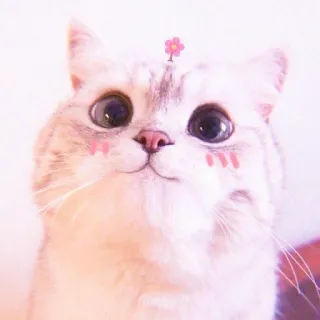 🌷 565f6332 Katze, Kätzchen, süß, Tier, Blume, Haustier, Haustier whatsapp sticker