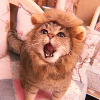 🌷 5edb92ea Katze, Löwe, Kostüm, Haustier, Tier, süß, lustig whatsapp sticker