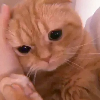 🌷 64cc7b29 Katze, süß, Haustier, Tier, Hauskatze, Kätzchen, entzückend, Katzenartig whatsapp sticker