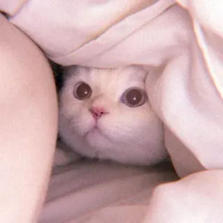 🌷 89034203 Katze, Kätzchen, süß, Tier, Haustier, versteckt, Decke, entzückend whatsapp sticker