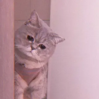 🌷 8c2a92a2 Katze, Haustier, süß, Tier, häuslich, Katzenartig whatsapp sticker