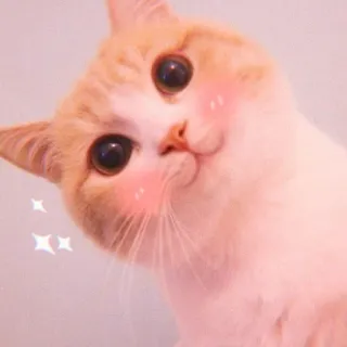 🌷 8d4c4492 Katze, süß, Tier, Haustier, Kätzchen, kawaii, Aufkleber whatsapp sticker