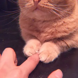 🌷 90ed21f8 Katze, Pfote, Finger, orange Katze, Haustier, Tier, süß whatsapp sticker