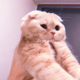 🌷 aea45339 Katze, Tier, Haustier, süß, Scottish Fold, Kätzchen whatsapp sticker