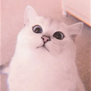 🌷 b40cfbd9 Katze, Kätzchen, weiße Katze, süß, Tier, Haustier whatsapp sticker