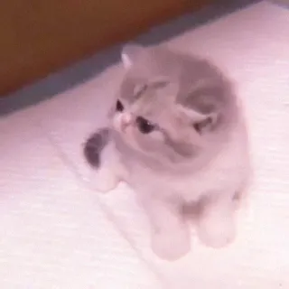 🌷 bf50e426 kätzchen, katze, süß, tier, haustier, haustier whatsapp sticker
