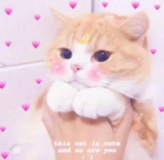 🌷 cca41d9e this cat is cute
and so are you Katze, niedlich, Herzen, Haustier, Tier, herzerwärmend whatsapp sticker