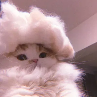 🌷 d0d4ca5c Katze, Kätzchen, flauschig, süß, Hut, Tier, Haustier whatsapp sticker