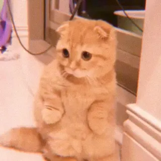 🌷 d2c830f8 Katze, Kätzchen, süß, traurig, Haustier, Tier, Scottish Fold whatsapp sticker