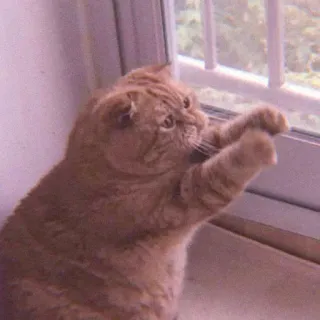 🌷 d50459e0 Katze, Fenster, süß, Tier, Haustier, orange Katze whatsapp sticker