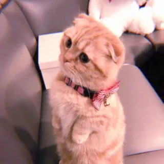 🌷 d8e78db7 Katze, Kätzchen, süß, Tier, Haustier, Katzenartig, zahm whatsapp sticker