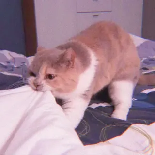 🌷 dee46a06 Katze, Haustier, süß, Bett, spielerisch, Kätzchen whatsapp sticker