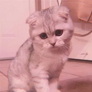 🌷 ea0d415e Katze, Kätzchen, traurig, niedlich, Tier, Haustier, Haustier whatsapp sticker