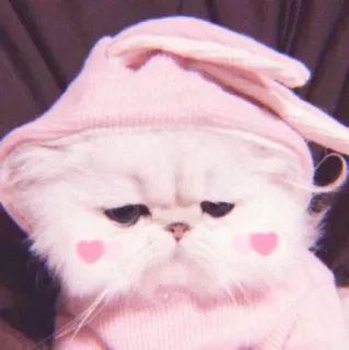 🌷 efafa9a9 Katze, Kätzchen, rosa, niedlich, Tier, Haustier, kawaii whatsapp sticker