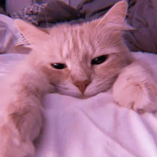 🌷 f3b8ee63 Katze, Tier, Haustier, Katzenartig, Süß, Hauskatze, Säugetier whatsapp sticker