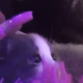 🥺 06b568d5 Welpe, Hund, Haustier, Tier, süß telegram sticker