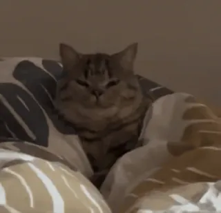 😡 1b2d7204 Katze, Tier, Haustier, schläfrig, Bett, Hauskatze telegram sticker