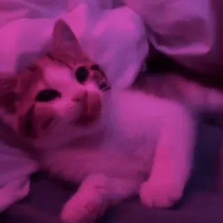 🥱 22d01d85 Katze, Kätzchen, süß, Tier, Haustier telegram sticker