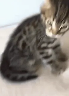 🤨 240683c8 Katze, Kätzchen, Tier, Haustier, süß, Katzenartig telegram sticker