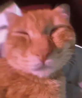 🗣 24b62a04 Katze, roter Kater, schlafend, Tier, Haustier, süß telegram sticker