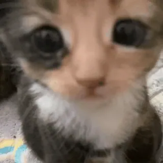 😔 24c1ae1d Kätzchen, Katze, Tier, süß, Haustier, zahm telegram sticker