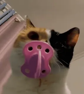 🍼 26f783b3 Katze, Schnuller, Kätzchen, Haustier, Tier, süß telegram sticker