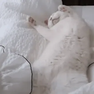 🛌 278a2029 Katze, schlafend, Bett, Tier, weiß, süß, entspannend telegram sticker