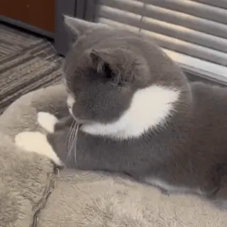 💆‍♀️ 32691dbd Katze, Haustier, Tier, Säugetier, Hauskatze, grau, weiß telegram sticker