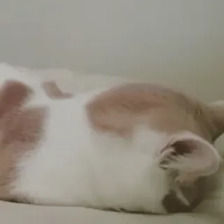 😔 415242fd Katze, Haustier, Tier, Hauskatze, Katzenartig, Säugetier telegram sticker