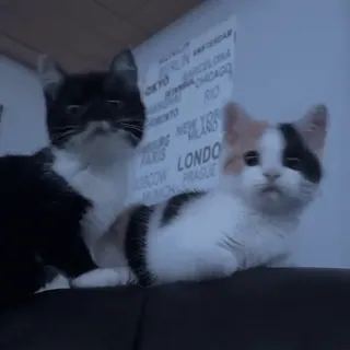 🤪 42a962b0 BERLIN AMSTERDAM
TOKYO CHICAGO
TORONTO RIO
NEW YORK MADRID
PARIS LONDOR
MOSCOW PRAGUE Katzen, Kätzchen, Tiere, Haustiere, Städte, Text, Reisen telegram sticker