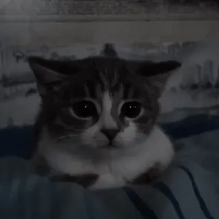 😞 5737682a Katze, Kätzchen, Haustier, Tier, süß, häuslich, Katzenartig telegram sticker