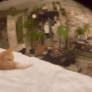 🤨 6071a992 Katze, Haustier, Zimmer, Innenbereich, Zuhause, Bett telegram sticker