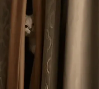 👀 71839567 Katze, Vorhänge, spähen, Tier, Haustier, Haustier telegram sticker