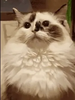 🤨 7681229c Katze, Tier, Haustier, süß, flauschig telegram sticker