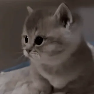 😔 77ca6955 Kätzchen, Katze, süß, Tier, Haustier, Haustier telegram sticker