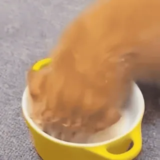 😅 849fcbf8 Katze, Essen, Napf, Futter, Tier, Hauskatze telegram sticker