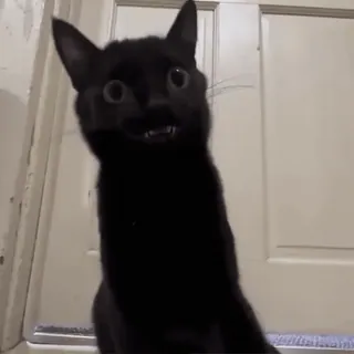 🧛 885b2cfa Katze, schwarze Katze, Tier, Haustier, lustig, süß telegram sticker