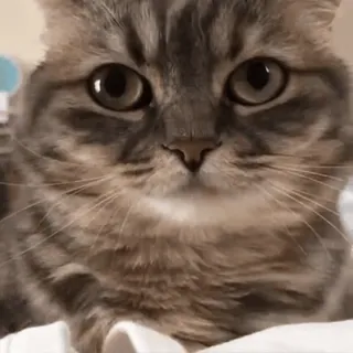 😔 88d659a2 Katze, Tier, süß, Haustier, Katzenartig, Haustier telegram sticker