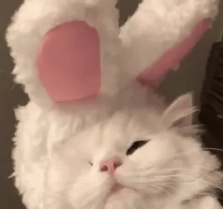 🐰 9915b665 Katze, Hasenohren, Tier, Haustier, süß telegram sticker