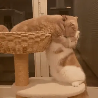 🤗 9f557247 Katzen, Tiere, Haustier, Katze, Kratzbaum, Hauskatze, Katzen umarmen telegram sticker