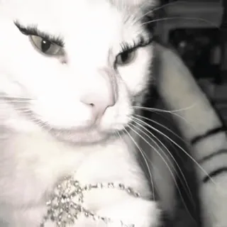 💅 a1f8765f Katze, Wimpern, Tier, Haustier, süß, weiß, Make-up telegram sticker