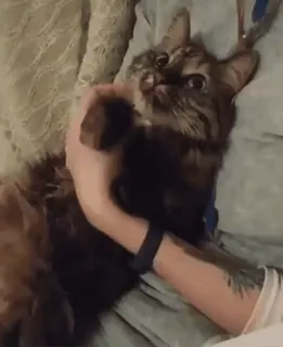 🤗 a2e49ee6 Katze, Haustier, Tier, Hauskatze, getigert, süß telegram sticker