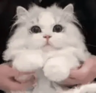 🤗 b3fe9d9b Katze, Kätzchen, süß, flauschig, Tier, Haustier, häuslich telegram sticker