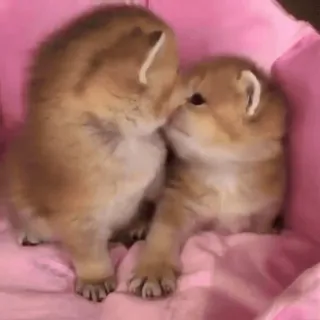 😘 bb2dde21 kätzchen, katze, süß, tier, haustier, katzenartig, klein, entzückend telegram sticker