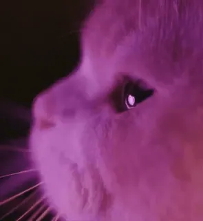 💓 bc3fbb09 Katze, Tier, Haustier, Katzenartig, Nahaufnahme, Gesicht, Auge telegram sticker