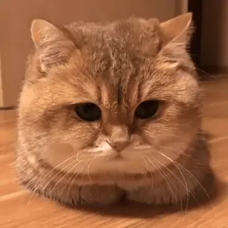 😞 c6599376 Katze, süß, Tier, Haustier, häuslich, Katzenartig, Kätzchen telegram sticker