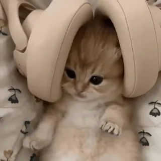 😎 d21419fa kätzchen, kopfhörer, katze, süß, tier, haustier telegram sticker