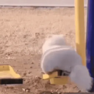 😌 e1662495 Hund, weiß, flauschig, süß, Tier, Haustier telegram sticker