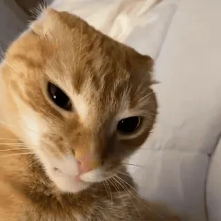 😠 e8f02537 Katze, Tier, Haustier, Hauskatze, Orangene Katze, Katzenartig telegram sticker