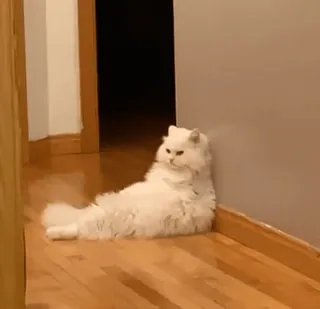 🤪 f3405287 Katze, weiße Katze, Haustier, Tier, Hauskatze, ausruhend, drinnen telegram sticker